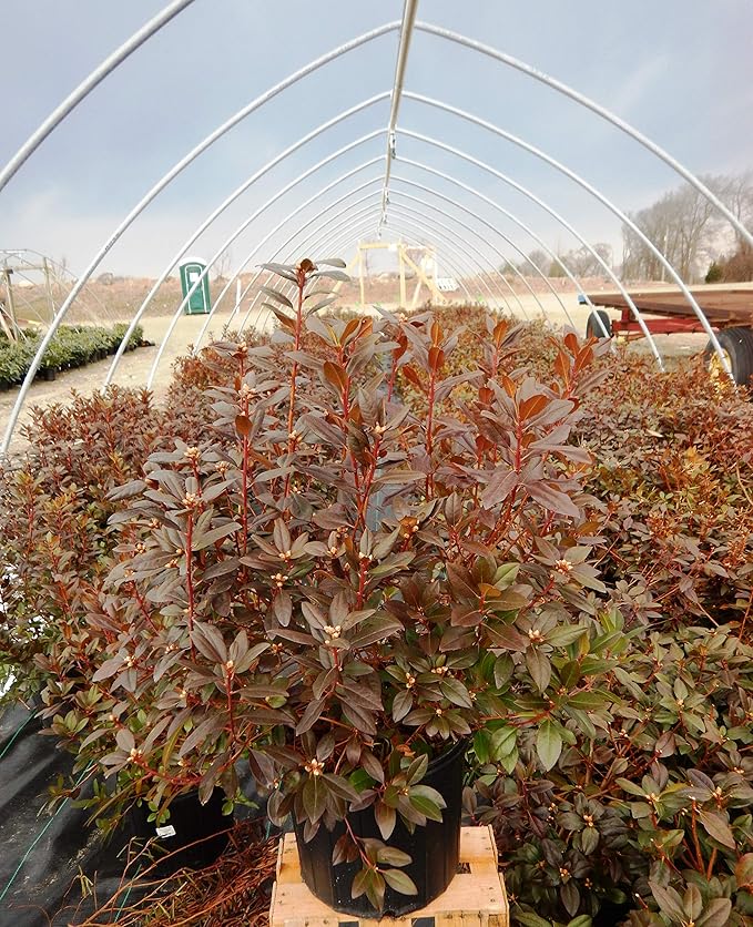 Rhododendron 'Olga Mezitt' (Rhododendron) Evergreen, deep pink flowers, #2 - Size Container