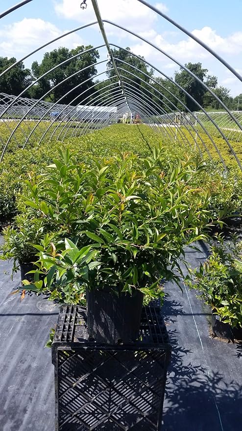 Leucothoe axillaris (Coast Leucothoe) Evergreen, #2 - Size Container