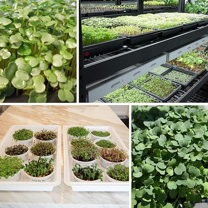 Slow Bolt Cilantro Herb Garden Seeds - 4 Oz ~10,000 seeds - Non-GMO Heirloom Slow Bolt Cilantro Herb Seeds (Coriander) - Outdoor Garden, Indoor Garden, Countertop Microgreens, Organic Micro Greens Kit