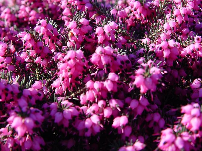 Erica 'Kramer's Red' (Spring Heather) Shrub, red flowers, #2 - Size Container