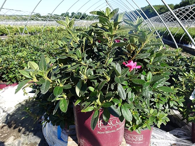 Azalea Encore Autumn Twist (Reblooming Azalea) Shrub, RB white/purple, #3 - Size Container
