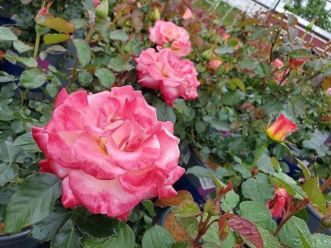 Live plant from Green Promise Farms Rosa True Sincerity (Shrub Rose, 2-Size Container, red/Yellow/Pink Flowers