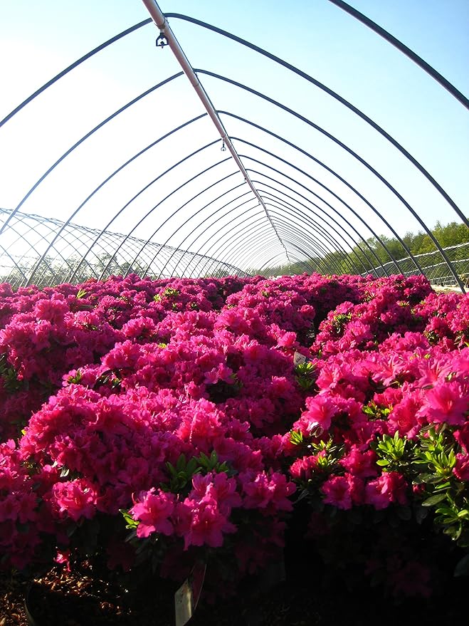 Azalea 'Girard's Fuchsia' (Azalea) Shrub, bright pink flowers, #3 - Size Container