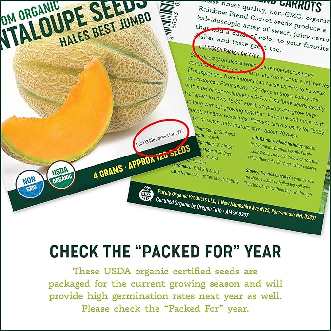 Organic Common Italian Oregano Seeds - USDA Organic, Non-GMO, Open Pollinated, Heirloom (1 Packet - 500 MG - Approx 450 Seeds)