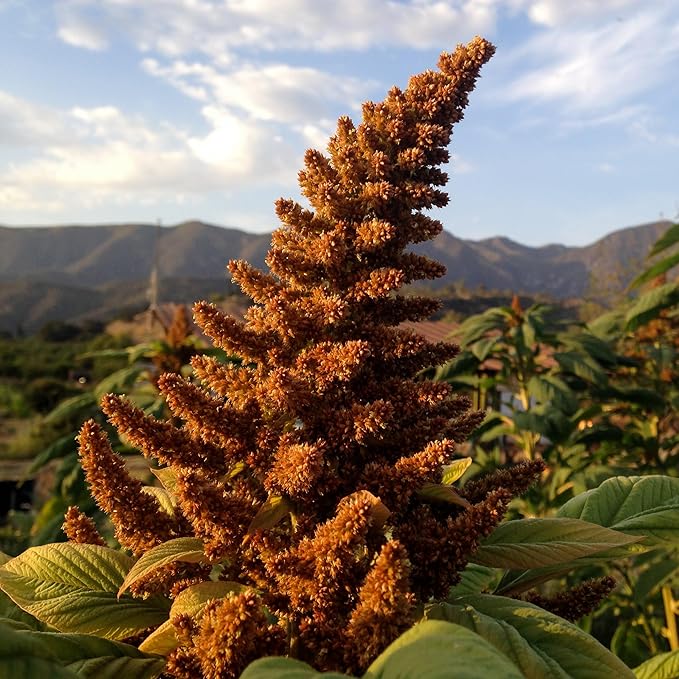 Plant Good Seed Organic Amaranth Seed Collection - Five Packets/600 Seeds Each: Chinese Giant, Dreadlocks, Green Tails, Red Dye, Callaloo - Heirloom Planting Vegetables Gardening Supplies Grain Flower