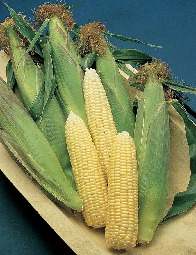 Burpee Early Sunglow Hybrid (SU) Corn Seeds 200 seeds