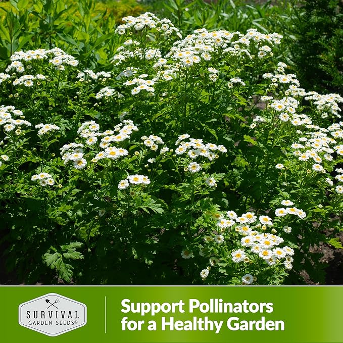 Feverfew Seeds for Planting - 5 Packets with Instructions to Plant and Grow Your Own Bachelor's Buttons in Your Home Vegetable or Herb Garden - Non-GMO Heirloom Variety - Survival Garden Seeds
