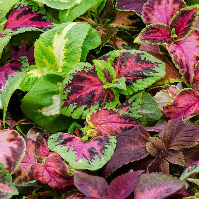 Seed Needs Coleus Seeds for Planting Rainbow Mixture - Heirloom & Open Pollinated Plants Prefer Partial Shade Indoors/Outdoors (2 Packs)