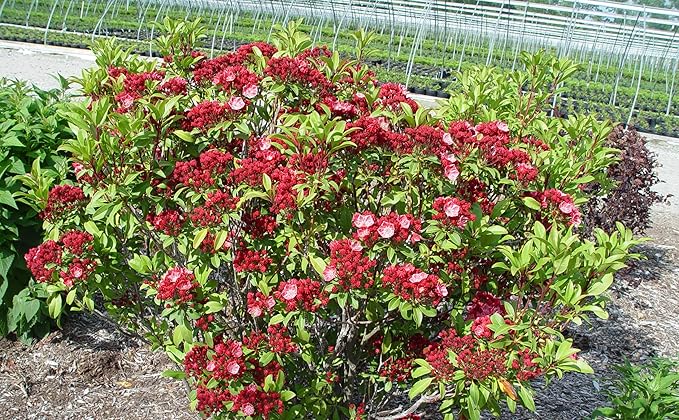 Kalmia LAT Glow' (Mountain Laurel) Evergreen, 3-Size Container, Raspberry Pink Flowers