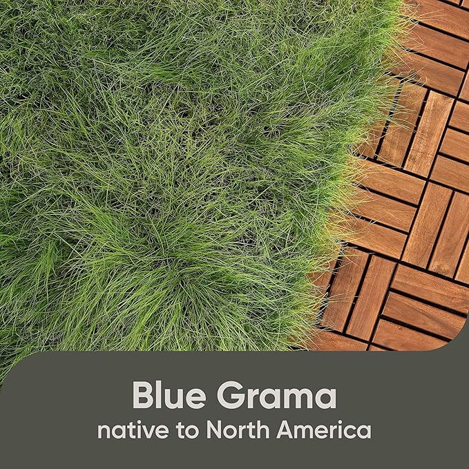 Scotts Pursue Blue Grama with Natural Seed, Seeding for Large Areas, 1 lb.