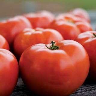 Park Seed Variety of Tomato Vegetable Seeds, Plant Seeds, Easy to Grow, Perfect for Harvesting, Park's Legacy, Pack of 250