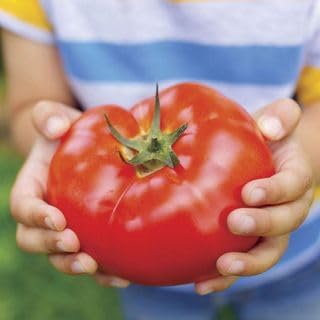 Park Seed Variety of Tomato Vegetable Seeds, Plant Seeds, Easy to Grow, Perfect for Harvesting, Big Beef Hybrid, Pack of 250