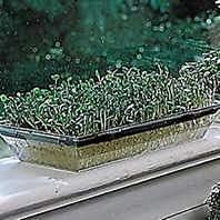 Park Seed Variety of Broccoli Plant Seeds, Easy to Grow, Perfect for Garden, Broccoli Sprouting Seeds, Pack of 3000 Seeds