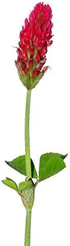 Crimson Clover Seeds (Coated) - 1 oz - Garden Cover Crop, Non-GMO, Open Pollinated, Perennial, Heirloom - Coated for Easy Planting