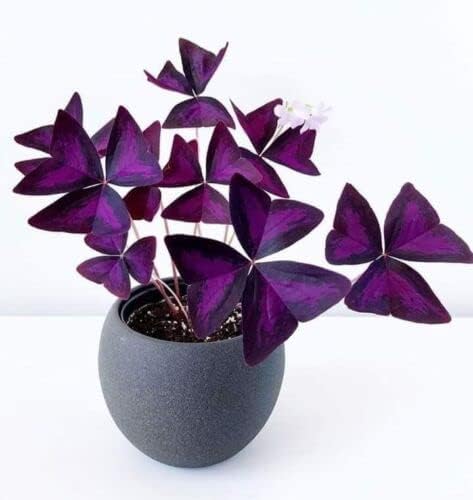 Oxalis Triangularis Bulbs - Purple Shamrock Bulbs - Good Luck Plant - Fast Growing Year Round Color Indoors or Outdoors - Oxalis Shamrock Bulbs - Ships from Iowa, Made in USA (20 Bulbs)