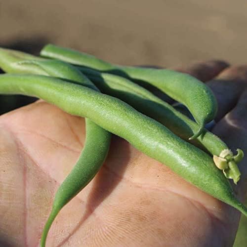 Park Seed Bean Seeds Harvest and Grow Your Own Spring Garden Vegetables, Whopper Bush Bean, Pack of 100