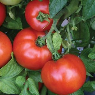 Park Seed Variety of Tomato Vegetable Seeds, Plant Seeds, Easy to Grow, Perfect for Harvesting, Season Starter Hybrid, Pack of 250