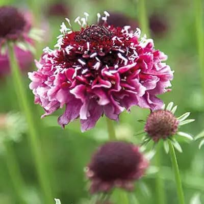 Outsidepride 100 Seeds Perennial Maroon Beaujolais Bonnets Scabiosa Pincushion Flower Seeds for Planting