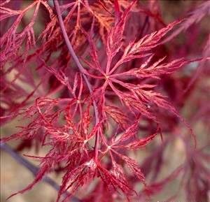 Red Dragon Weeping Lace Leaf Japanese Maple 2 - Year Live Plant