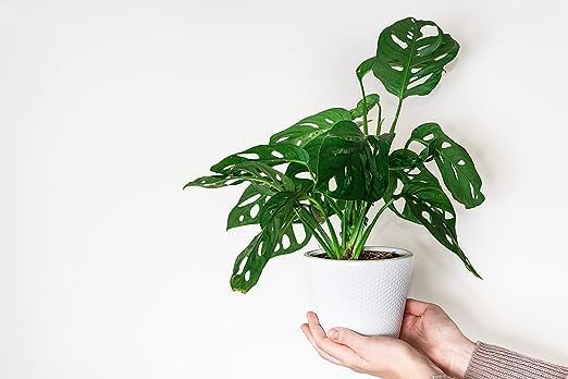 American Plant Exchange Monstera Adansonii Wide Leaf, Swiss Cheese Vine, 4-Inch Pot, Real Indoor Houseplant, Exotic Look, Easy to Care Live Plant