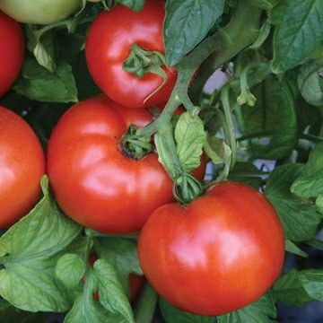Park Seed Variety of Tomato Vegetable Seeds, Plant Seeds, Easy to Grow, Perfect for Harvesting, Season Starter Hybrid, Pack of 30