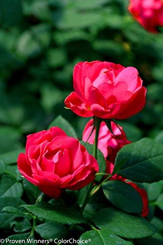 Proven Winners - Rosa OSO EASY Double Red (Landcape Rose) Rose, red flowers, #2 - Size Container