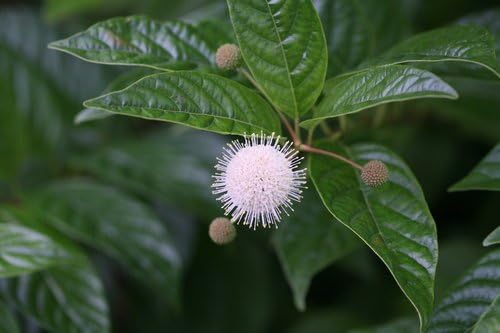 Proven Winners - Cephalanthus occidentalis Sugar Shack (Buttonbush) Shrub, white flowers, #3 - Size Container