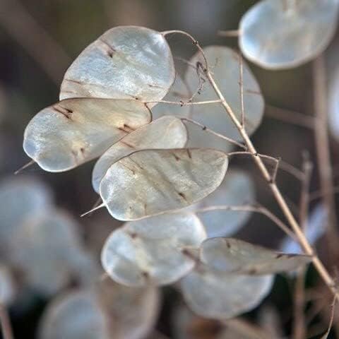 Money Plant Seeds - 50+ Count Packet - for 2024 Non GMO USA Lunaria Annual Honesty Silver Dollar Plant Wildflower Garden Flower