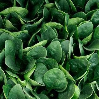 Park Seed Spinach Vegatable Plant Seeds, Easy to Grow, Variety of Colors, Spring Garden, Darkside Hybrid, Pack of 200
