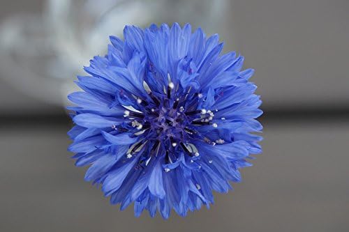 200 Dwarf Bachelor Button Seeds for Planting - Heirloom Non-GMO USA Grown Cornflower Seeds for Planting - Centaurea Cyanus Blue Flowers