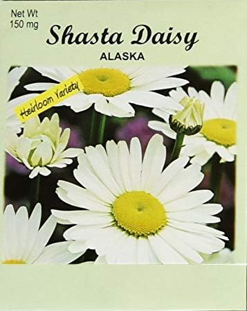 Set of 50 Shasta Daisy Seed Packets! Flower Seeds in Bulk - 50 Individual Packets (50, Shasta Daisy)