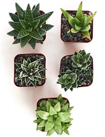 Shop Succulents | Haworthia Collection | Assortment of Hand Selected, Fully Rooted Alluring Miniature Aloe Live Indoor Succulent Plants, 4-Pack, Mix