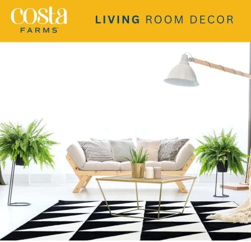 Costa Farms Kimberly Queen Fern, Live Indoor Plant, Houseplant in Grower Pot, 2-3 Feet Tall