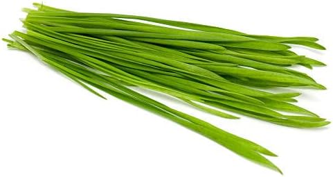 Todd's Seeds - 1 Pound of Wheatgrass Seeds - Non GMO Sprouting Seeds - Grind Into Whole Wheat Flour - Pet Grass - Cat Grass for Indoor Cats - Wheat Grass Seeds