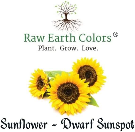 Dwarf Sunflower Seeds for Planting