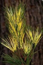 Dragon Eye Japanese Red Pine - Pinus densiflora 'Burkes Red Variegated' - Holds ITS Yellow Bands Much Better Than Other Variegated Pines 3 -Year Tree