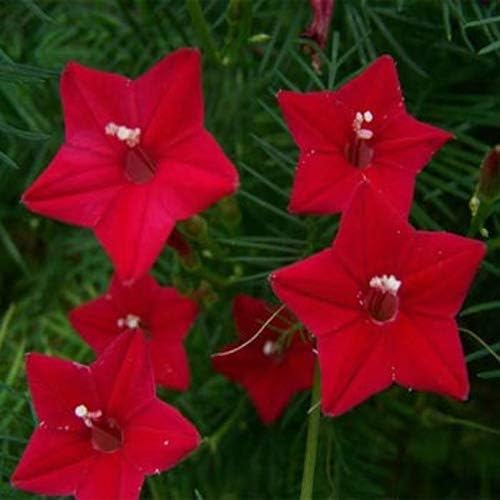 Outsidepride 200 Seeds Annual Red Cypress Vine Flower Seeds for Planting