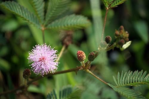 100 Sensitive Plant Seeds for Planting - Exotic Flower Seeds - Mimosa Pudica Seeds AKA Moving Plant, Shy Plant, Shameful Plant, Touch-me-not - by RDR Seeds