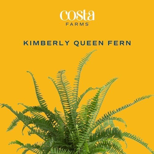Costa Farms Kimberly Queen Fern, Live Indoor Plant, Houseplant in Grower Pot, 2-3 Feet Tall