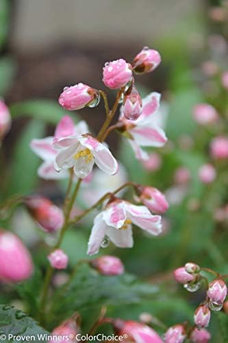 Proven Winners - Deutzia Yuki Cherry Blossom (Yuki Cherry Blossom Deutzia) Shrub, pink flowers, #3 - Size Container