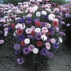 Non GMO Bulk Cornflower/Bachelor Button Seeds - Tall Mix Centaurea cyanus (25 lbs)