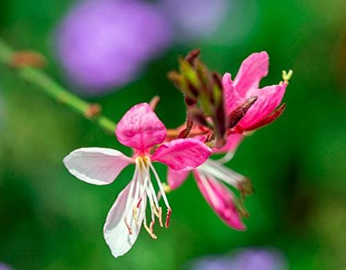 100+ Gaura lindheimeri Flower Seeds White & Pink Gaura Whirling Butterflies Summer Breeze