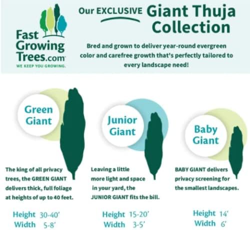 Brighter Blooms - Junior Giant Thuja Tree, 1-2 ft. - No Shipping to AZ
