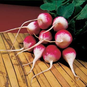 Park Seed Radish Vegatable Plant Seeds, Easy to Grow, Variety of Colors, Spring Garden, Organic Sparkler, Pack of 100