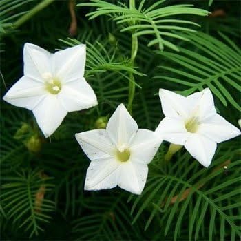 Outsidepride 200 Seeds Annual White Cypress Vine Flower Seeds for Planting