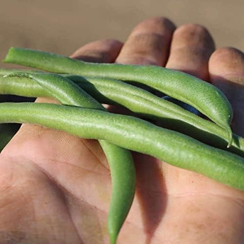 Park Seed Bean Seeds Harvest and Grow Your Own Spring Garden Vegetables, Whopper Bush Bean, Pack of 100