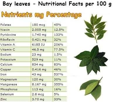 Mediterranean Bay Leaf, Bay Laurel Live Plant. Saratoga Variety - Laurus Nobilis. Live Plant. Fragrant, Fresh, Edible. Best for Pot Planting and Indoor. Mild Flavor. (2 Saratoga Plants in Sac)