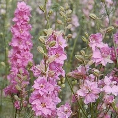 Outsidepride 1000 Seeds Delphinium Rose Larkspur Flower Seeds for Planting