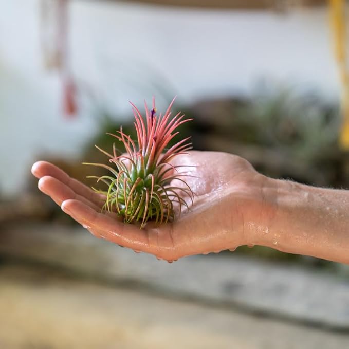 Shop Succulents Ionantha Tillandsia Air Plants, Assorted Mini Live Indoor Plants for Home Decor & Gifts, Low Maintenance, Natural Air Purifier, Hanging Plants, Favors, Terrarium Plants, Pack of 20