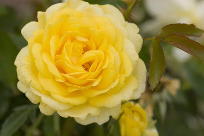 Rosa High Voltage (Shrub Rose, 2-Size Container, Yellow Flowers
